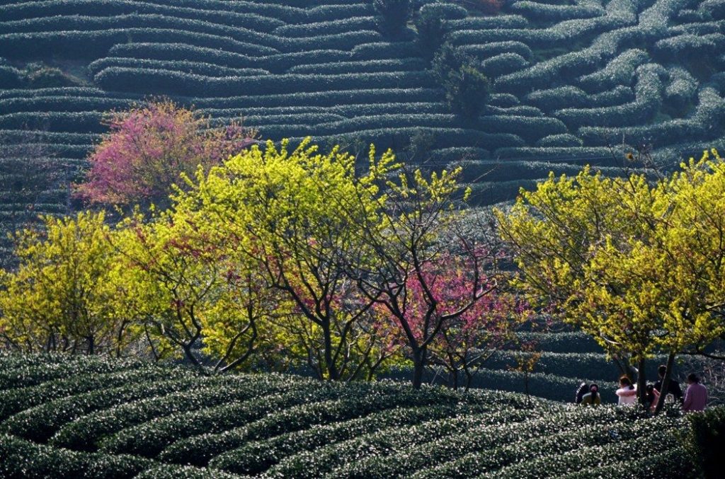 這是位於福建省漳平市永福鎮的櫻花和茶園（2月9日攝）。 新華社