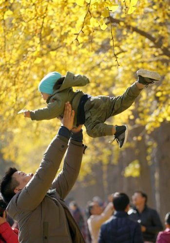 北京釣魚台國賓館東牆外的銀杏樹林裡人頭攢動，一名男子將孩子高高拋起。中新社